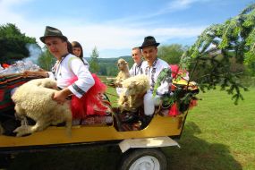 Sheep farmers driven lambs