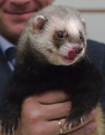 Polecat-prophet  Fred