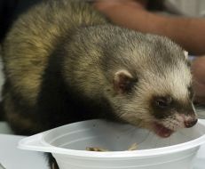 Polecat-prophet  Fred