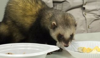 Polecat-prophet  Fred