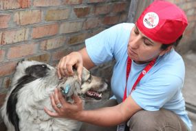 A volunteer shows the mark on the ear of a stray dog