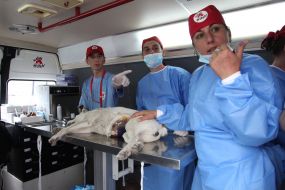 Homeless dog on an operating table