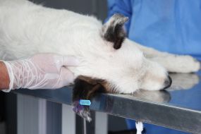 Homeless dog on an operating table