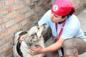 Volunteer in an enclosure near a stray dog