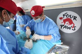 Veterinaries sterilize a homeless dog