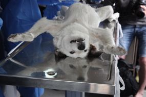 Homeless dog on an operating table