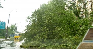 Broken tree branch on electric wires