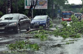 Broken tree branches on the road
