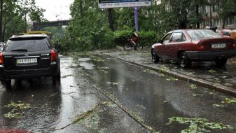 Broken tree branches on the road