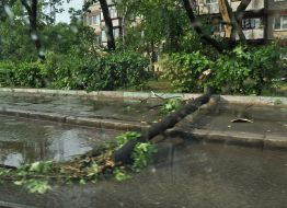 Broken tree branches on the road