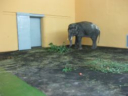 Asian elephant Horace