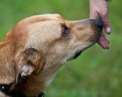 Собака на выставке