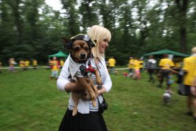 Выставка беспородных собак