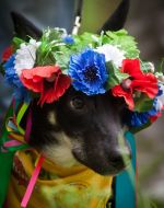 Собака на выставке