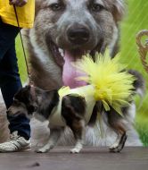 Собака на выставке