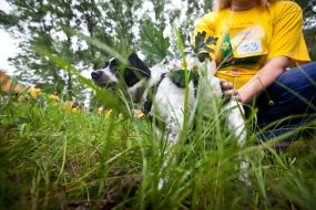 Собака на выставке