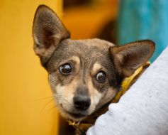 Собака на выставке