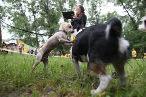 Собаки на выставке