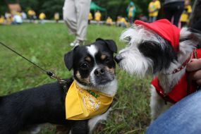 Собаки на выставке