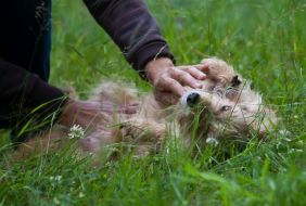 Собака на выставке