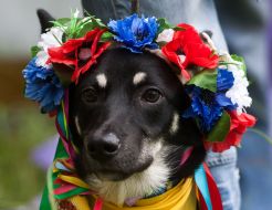 Собака на выставке