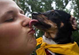 Выставка беспородных собак