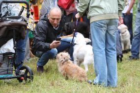 Собаки на выставке