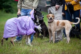 Собаки на выставке