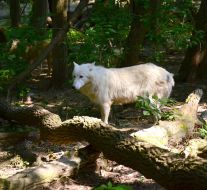 Полярний вовк