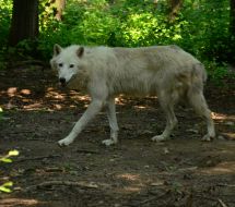 Полярний вовк