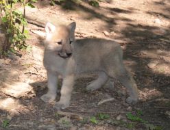Полярне вовченя