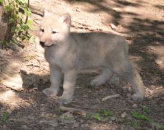 Полярне вовченя