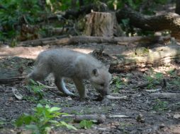 Полярне вовченя