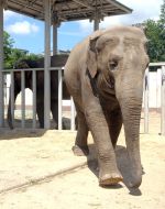 Слониха на прізвисько Тенді