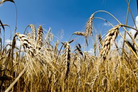 Wheat