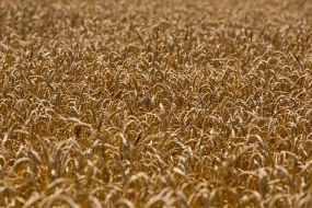 Wheat