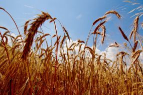 Wheat
