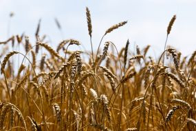 Wheat