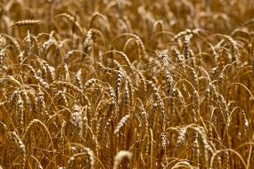 Wheat