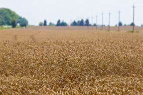 Wheat