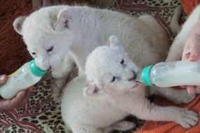 Feeding the newborn lion`s cubs