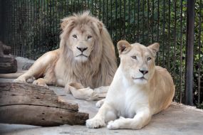 Parents of newborn cubs - Hera and Prince