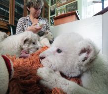 Newborn lion`s cubs