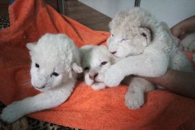 Newborn lion cubs