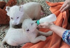 Feeding the lion`s cubs