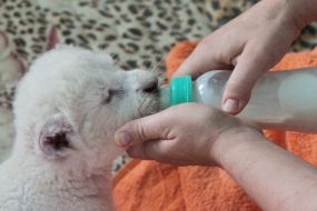 An employee of the zoo is feeding the lion`s cub