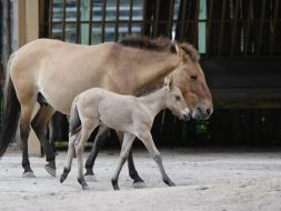 A newborn foal with his mother