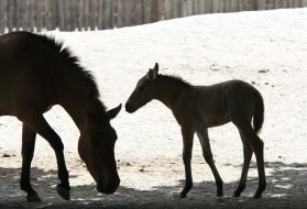 A newborn foal with his parents