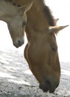 A newborn foal with his parents