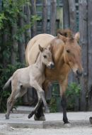A newborn foal with his mother